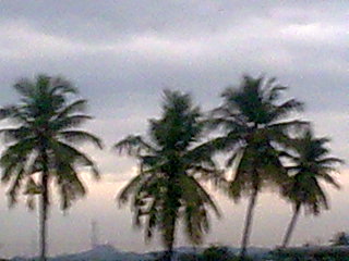 File:Coconuttree.jpg