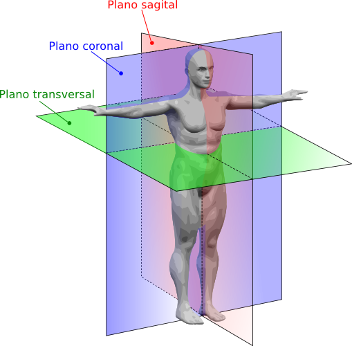 Archivo:Human anatomy planes-EScor.png