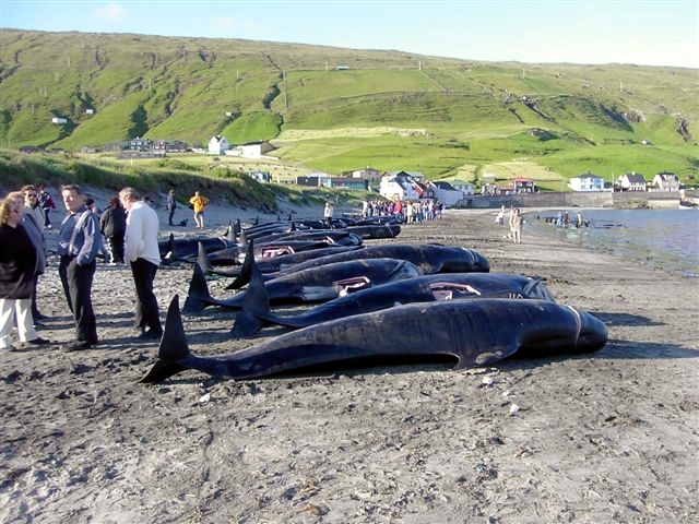 File:Killed pilot wales in hvalba, faroe islands.JPG