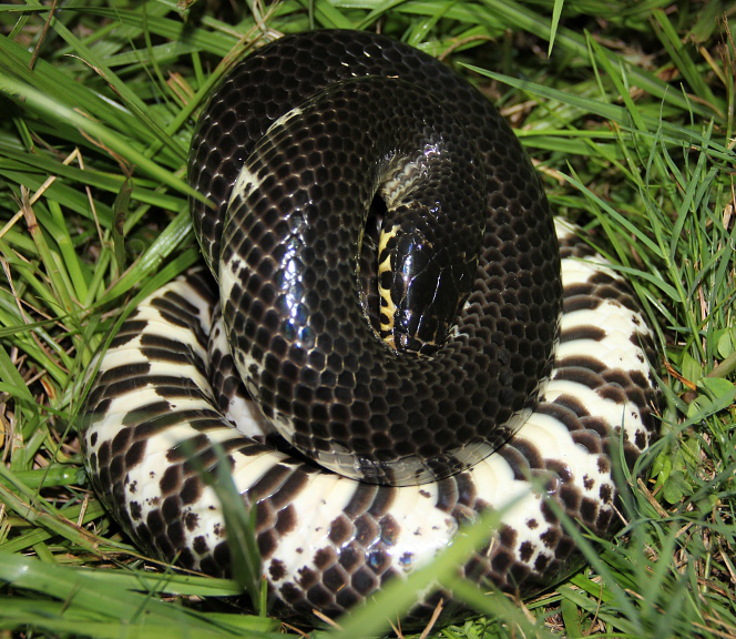 File:Mud Snake.jpg