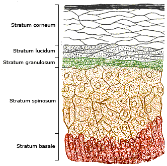 Файл:Skinlayers.png