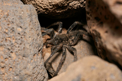 File:Undescribed Mauna Kea Wolf Spider.jpg