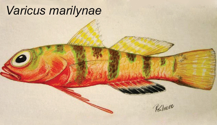 File:Varicus marilynae.jpg