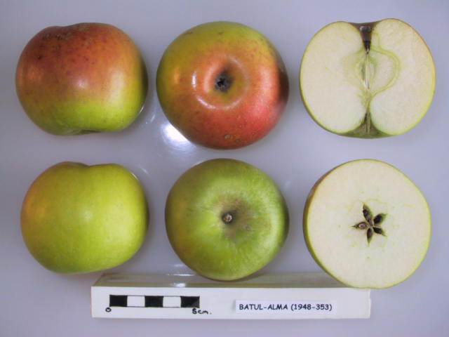 File:Cross section of Batul-Alma, National Fruit Collection (acc. 1948-353).jpg