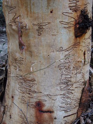 File:Euc haemastoma trunk Glenbrook.jpg