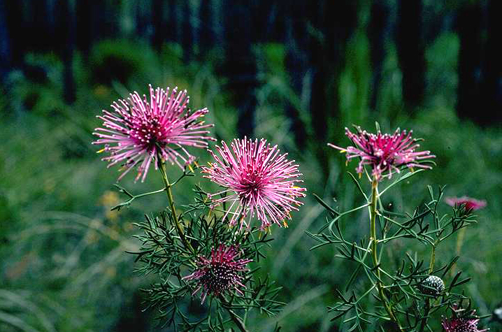 Файл:Isopogon crithmifolius.jpg