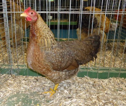 File:Poule Bielefelder naine.jpg