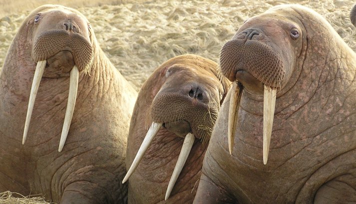 File:Three walrus near Cape Lisburne, Alaska by USFWS.jpg