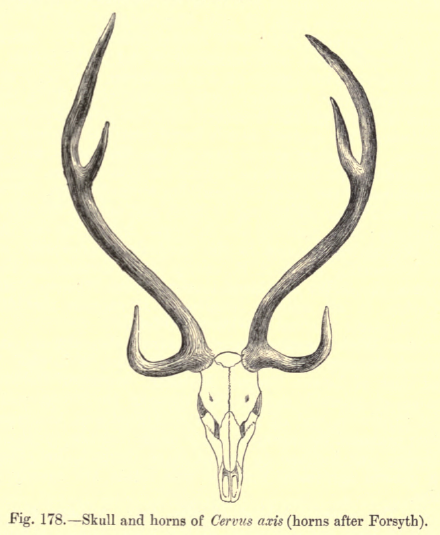 File:6. antlers axis.png