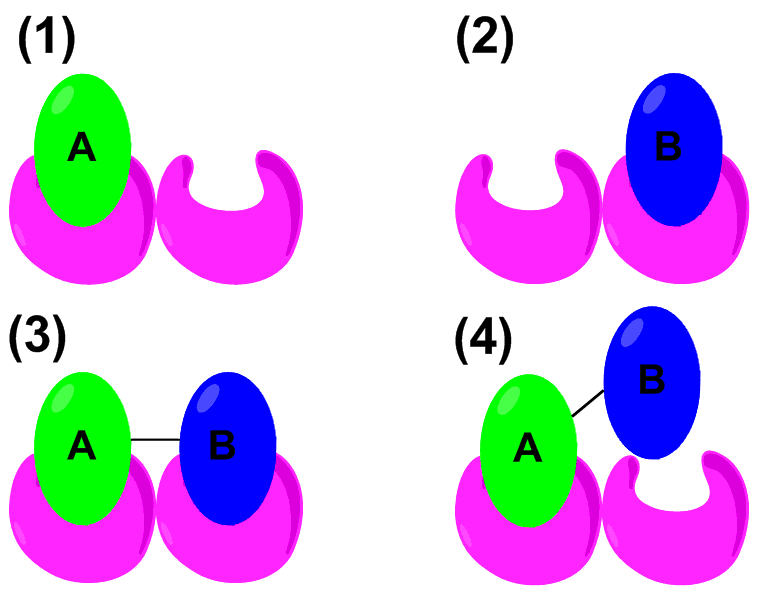 File:Cooperativity3.png