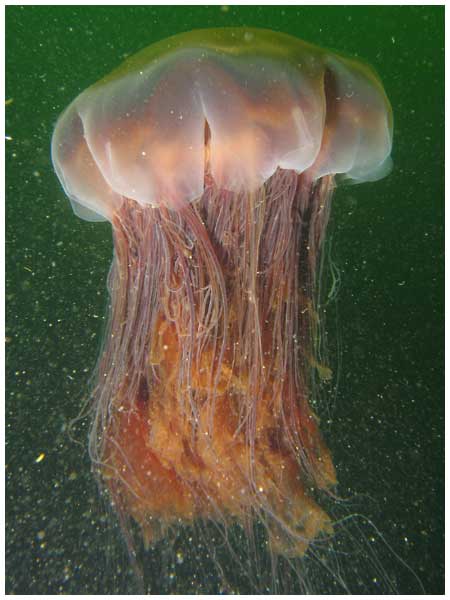 File:Largelionsmanejellyfish.jpg