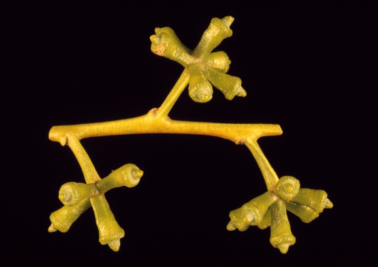 File:Eucalyptus globulus maidenii buds.jpg