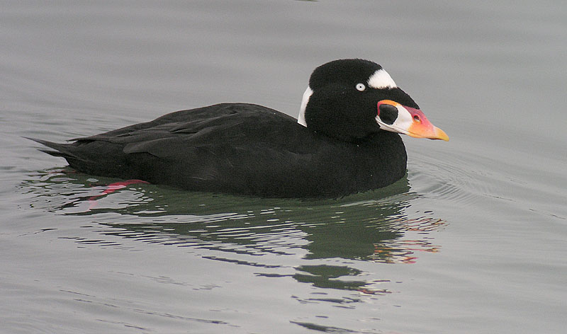 Файл:Surf Scoter - Arrowhead Marsh Oakland CA.jpg