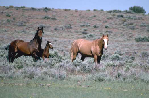 File:Horsescd1l-095.jpg