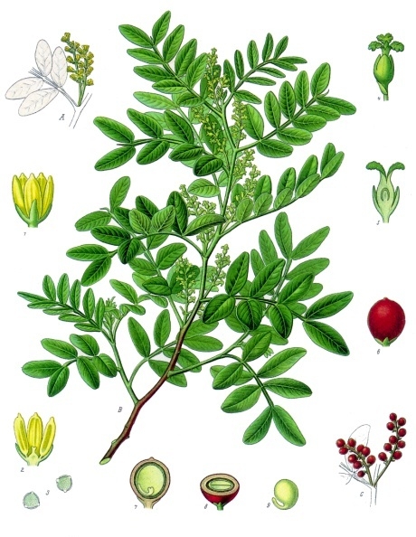 File:Pistacia lentiscus - Köhler–s Medizinal-Pflanzen-110.jpg