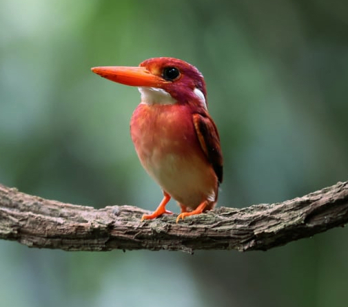 File:South Philippine Dwarf Kingfisher.jpg