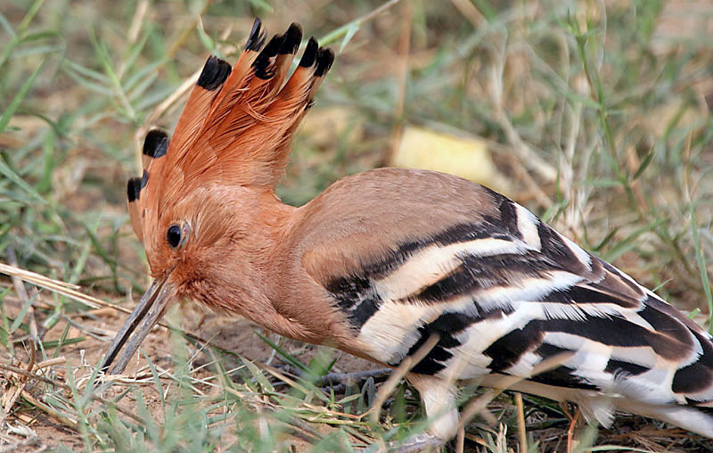 File:Common Hoopoe (Upapa epops) at Hodal I IMG 9225.jpg