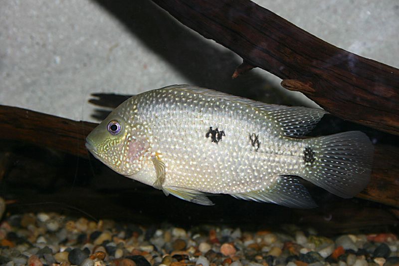 Файл:Herichthys cyanoguttatum (Rio Grande Cichlid).jpg