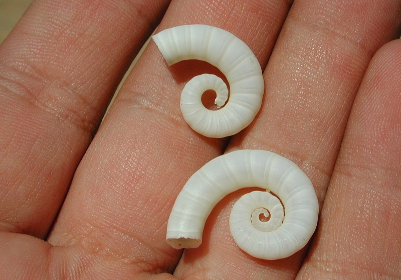 File:Spirula fg1.jpg