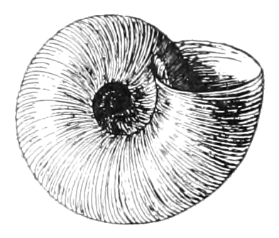 File:Valvata sincera shell basal.jpg