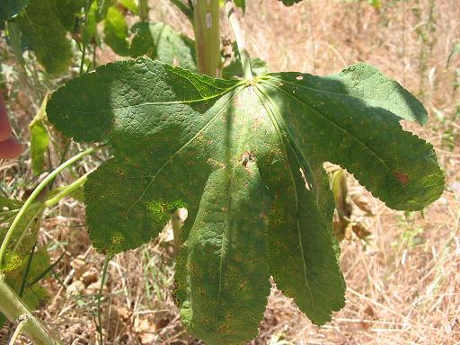 Файл:Alcea rosea hojas.JPG