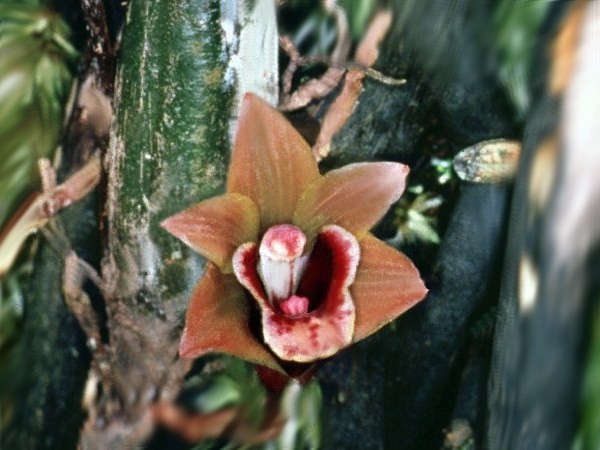 File:Bifrenaria venezuelana.jpg