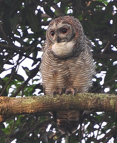 Файл:Nkr hessarghatta bangalore perched Mottled wood owl.jpg