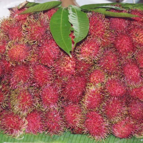 File:Rambutan.jpg