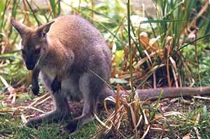 Файл:Smallwallaby.jpg