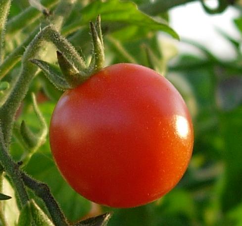 File:Tomato on its stem.jpg