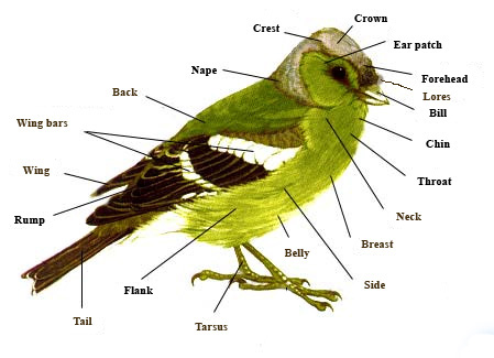 File:Bird.parts.jpg