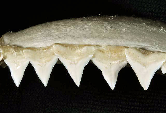 File:Carcharhinus leucas upper teeth.jpg