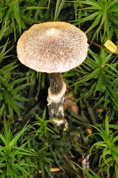 Файл:Cortinarius.paleaceus.-.lindsey.jpg