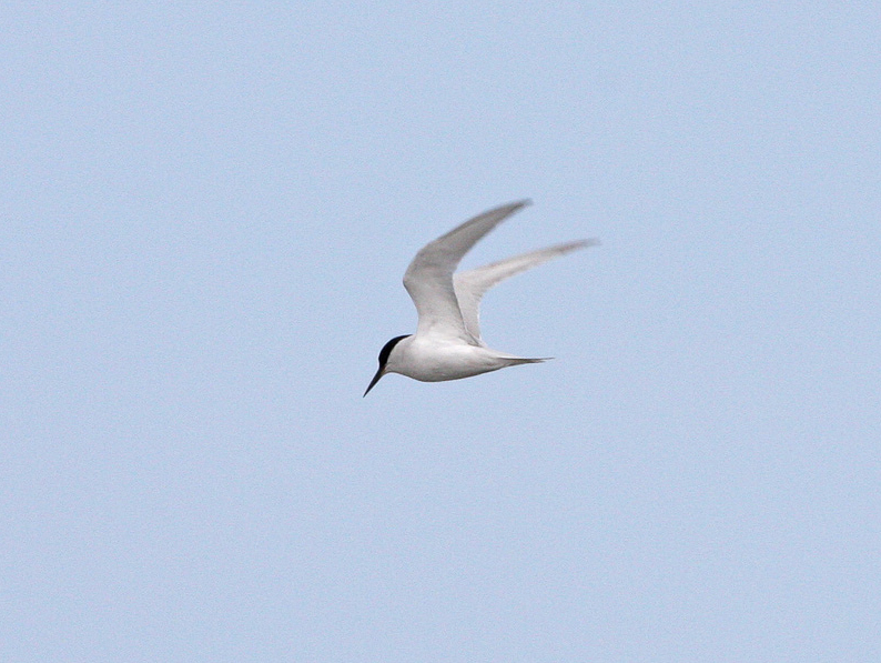 File:Damara Tern (8077271589).jpg