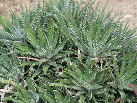 File:Haworthia attenuata1SHSU.jpg