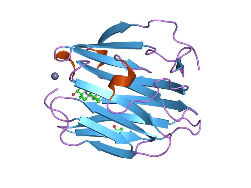 File:PDB 1f5f EBI.jpg