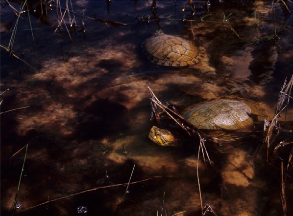 File:Trachemys adiutrix in Lençóis Maranhenses National Park - ZooKeys-246-051-g007-H.jpeg