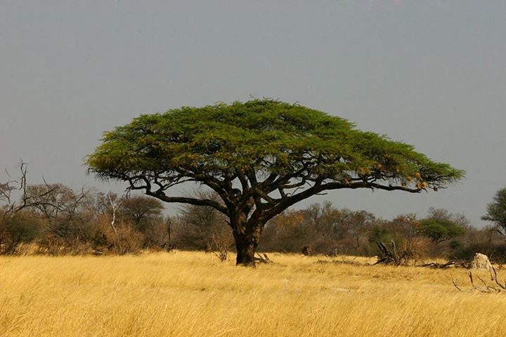 Файл:Vachellia erioloba04.jpg