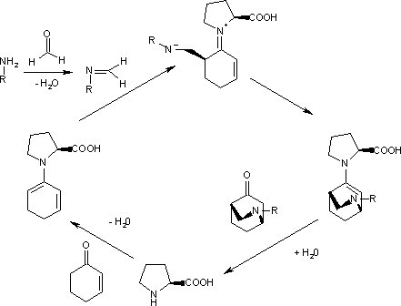 catalytic cycle for S-proline enantioselective Aza Diels-Alder reaction