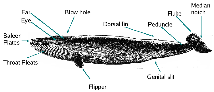 File:Baleen parts.png