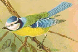 File:Bluetit48.jpg