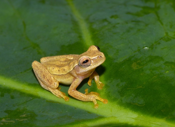 Archivo:Dendropsophus microcephalus01a.jpg