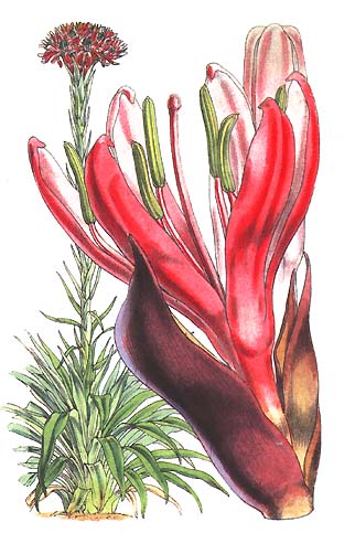 File:Doryanthes-excelsa Fitch.jpg