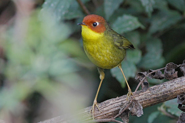 File:Chestnut-headed tesia.jpg