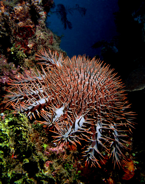 File:Crown of thorms starfish.jpg