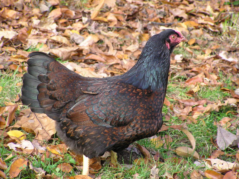 File:DkCornishHen.jpg