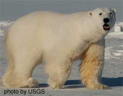 File:Male polar bear.jpg