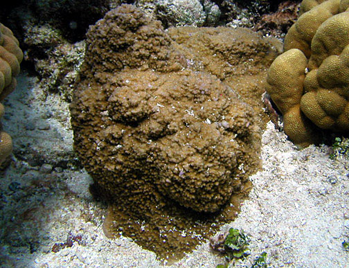 File:Montipora grisea, Samoa Americana.jpg