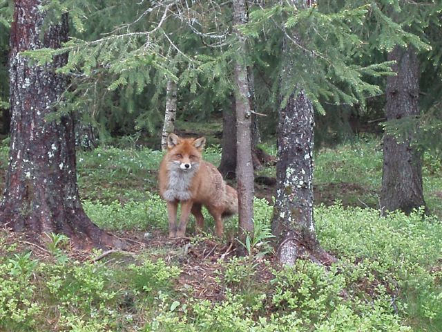 Файл:Red fox norway 1.JPG