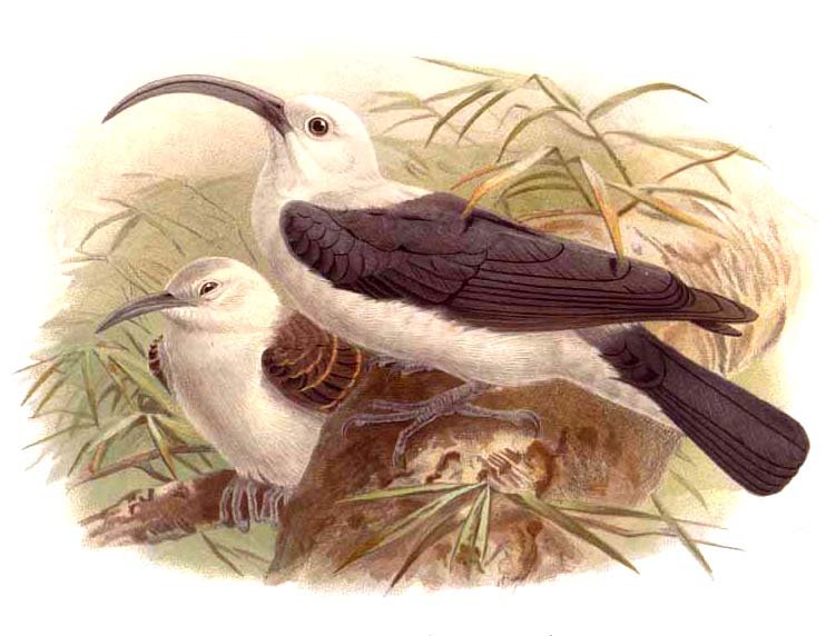 Archivo:Sickle-billed Vanga.jpg